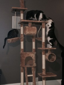 Muffy, Fluffy & Dexter on their cat tower!